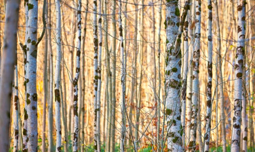 Wood Sounds