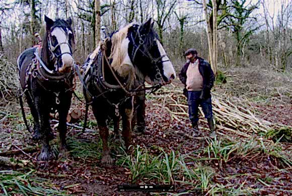 Woodland Films